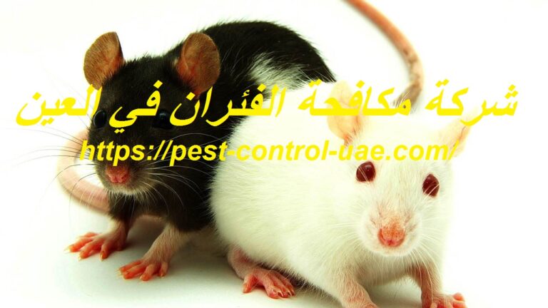 شركة مكافحة الفئران في العين |0569609400| رش مبيدات