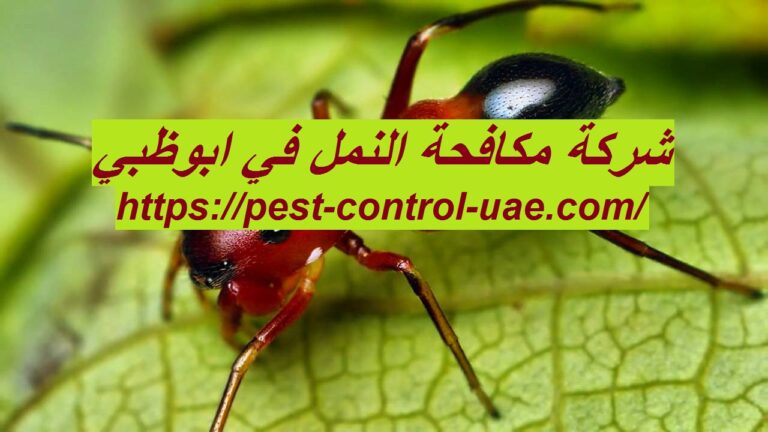 شركة مكافحة النمل في ابوظبي |0569609400| مكافحة حشرات