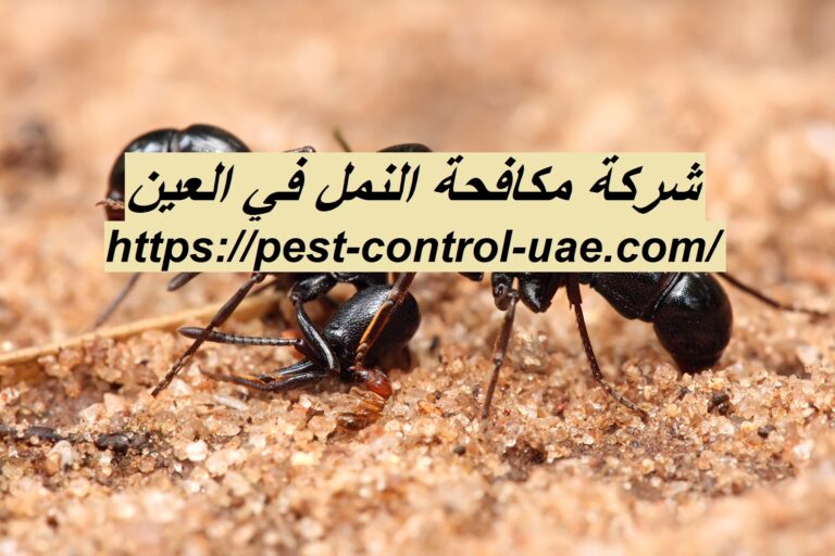 شركة مكافحة النمل في العين |0569609400| النمل الأبيض