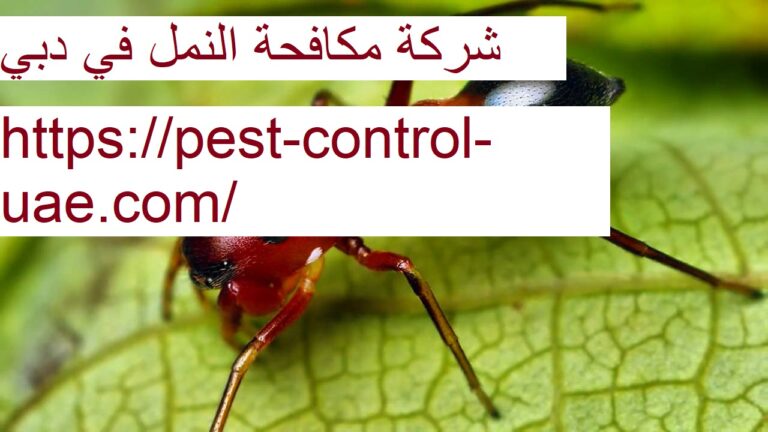 شركة مكافحة النمل في دبي |0569609400| النمل الابيض