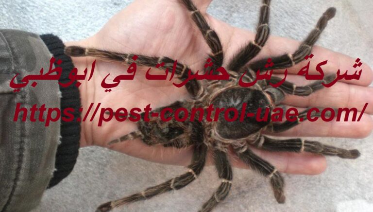 شركة رش حشرات في ابوظبي |0569609400| مكافحة الحشرات