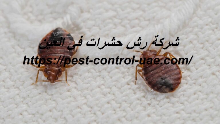 شركة رش حشرات في العين |0569609400| رش مبيدات