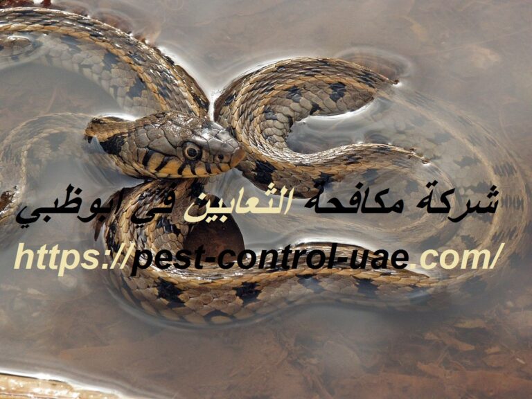 شركة مكافحة الثعابين في ابوظبي |0569609400| ابادة تامة