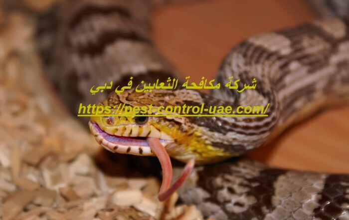 شركة مكافحة الثعابين في دبي