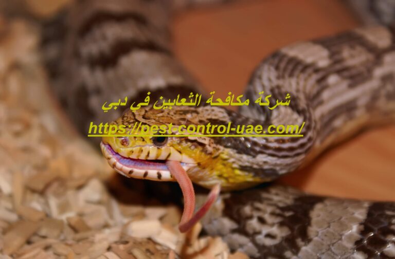 شركة مكافحة الثعابين في دبي |0561341109| فرست سيرفس