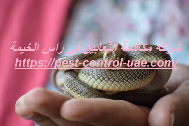 شركة مكافحة الثعابين في راس الخيمة |0569609400| ابادة فورية