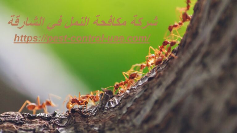 شركة مكافحة النمل في الشارقة |0569609400| ابادة فورية